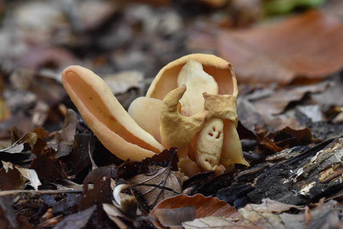 Otidea Cantharella otidea-cantharella